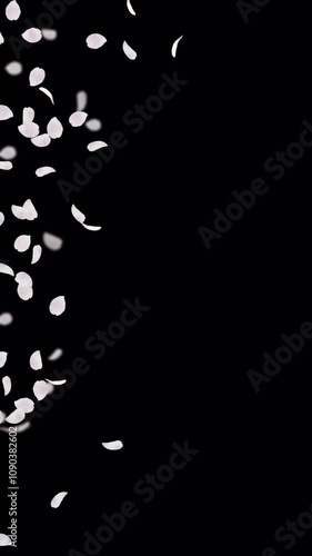 シンプルな水彩イラスト風 目の前を通り過ぎる桜の花びら(透過背景 縦型 4K)