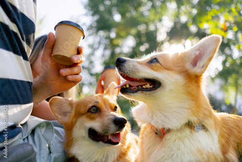 Photography close up in the park in the summer couple sitting on blanket side by side corgi