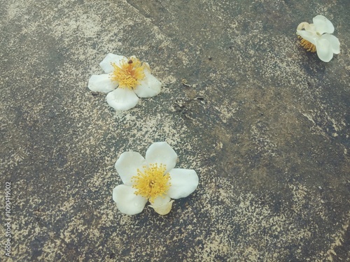 White Schima wallichii or puspa or seru flower in the ground. Nature background. Wild gordonia photo