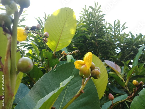 yellow dillenia suffruticosa flower and pistil or simpur at the park in the morning. photo