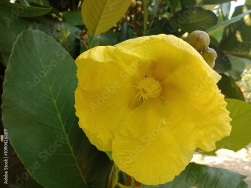 yellow dillenia suffruticosa flower and pistil or simpur at the park in the morning. photo