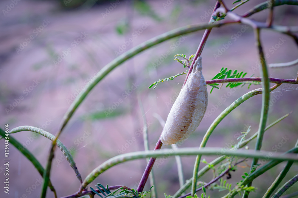 Obraz premium Grasshopper Eggs on a Branch