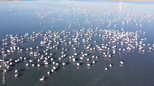 Kazakhstan. Mangistau. Pink flamingos on the lake. photo