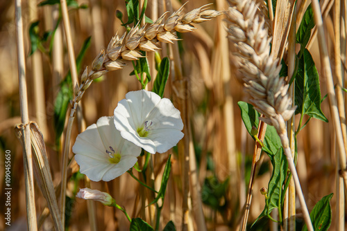 Ackerwinde. Lateinisch: Convolvulus arvensis L. Aus der Familie der Convolvulaceae photo