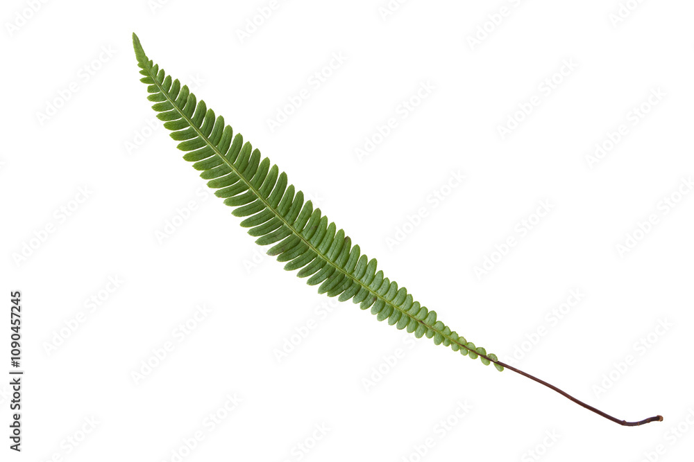 Obraz premium Struthiopteris spicant,blechnum spicant, hard-fern or deer fern leaf isolated transparent png