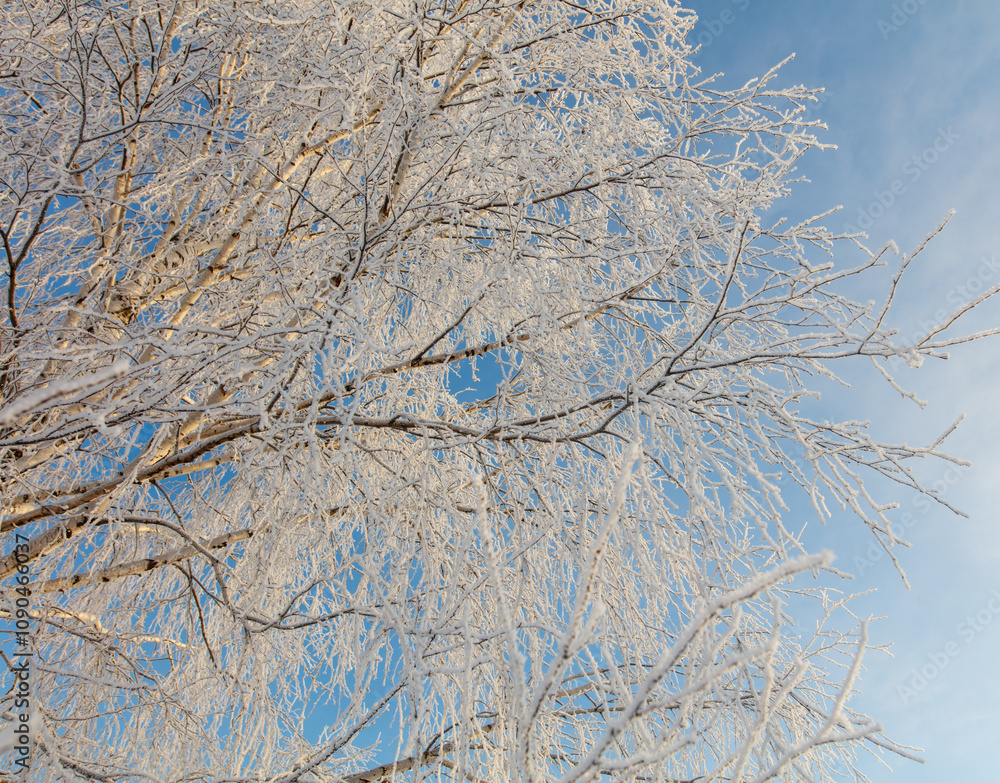 Obraz premium A tree with a lot of snow on it is in front of a blue sky