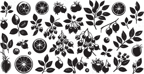 Black and White Vector Illustration: Assorted Berries, Citrus Fruit Slices, and Leaves - Botanical Drawing, Food Graphics