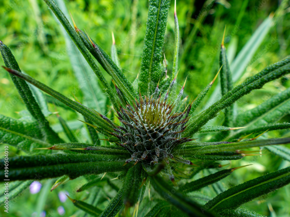 Kratzdistel. Lateinisch: Cirsium ferox (L.) DC. Aus der Familie der Asteraceae Kratzdistel. Lateinisch: Cirsium ferox (L.) DC. Aus der Familie der Asteraceae