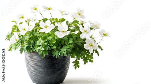 Potted Rue Anemone plant with delicate white flowers and lush green foliage displayed against a clean white background. photo