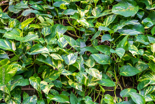 Leaves of an ivy plant Epipremnum aureum photo