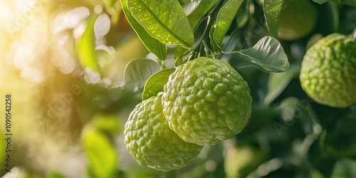 Close up of ripe Bergamot orange fruits on the tree, showcasing the vibrant green of Citrus bergamia. Enjoy the beauty of Bergamot orange as it blends with other citrus fruits in nature. photo