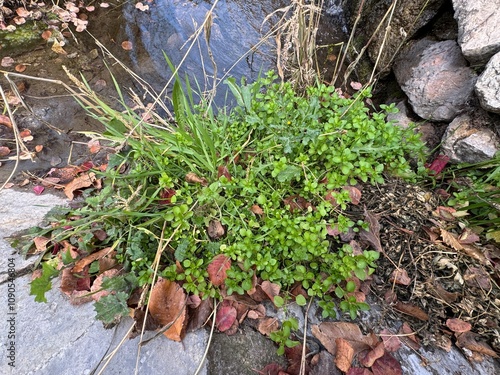 Stellaria media grows in the wild. Close-up of a fresh green leafed Stellaria media plant. Stellaria media, chickweed, low wild weed is a flowering plant in the family Caryophyllaceae.
 photo