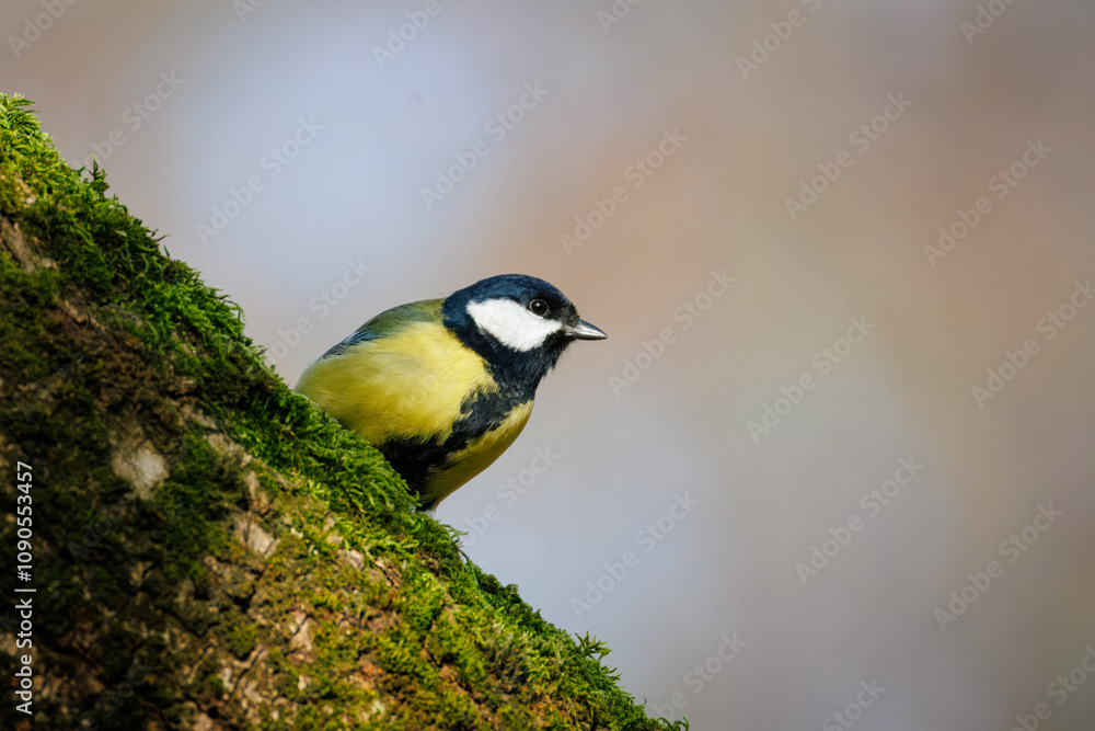 Fototapeta premium A great tit stands on the tree trunk with moss and looks toward the camera lens with a sky background with copyspace on a sunny fall day.