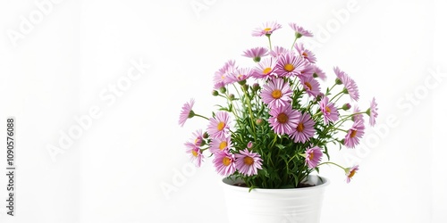 Asters in a white plastic pot on a minimalist background, simple arrangement, floral design