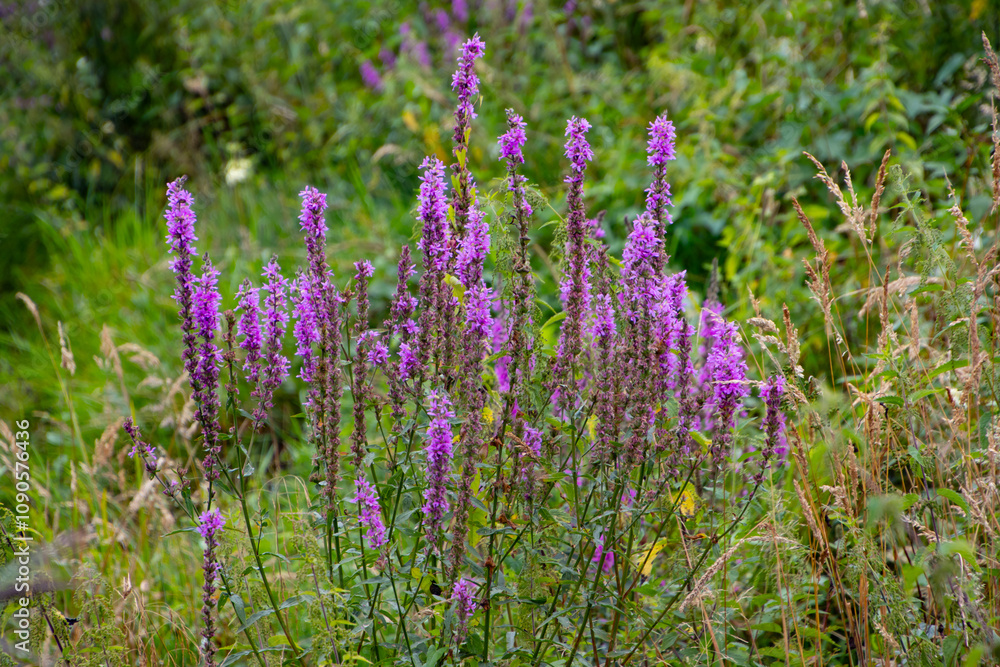 Obraz premium Purple Loosestrife, also called Lythrum salicaria
