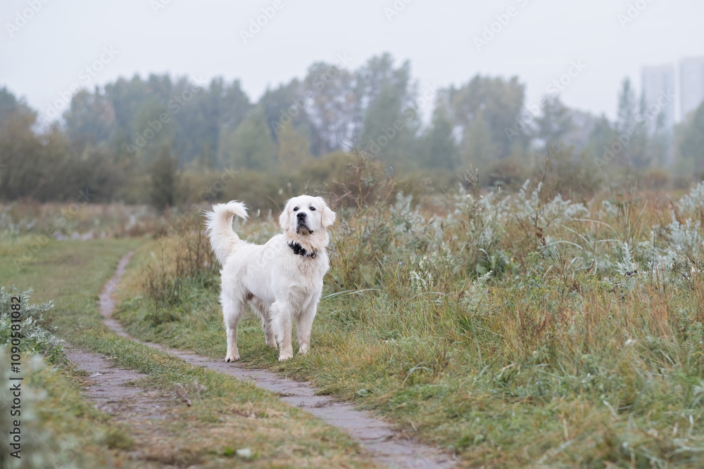 white golden retriever dog runs along the path in the park white golden retriever dog runs along the path in the park