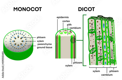 Xylem vessel and Phloem vessel, Transport in plants, Xylem moves water from roots to the leaves, phloem moves food from the leaves, monocotyledonous stems and dicotyledonous stems