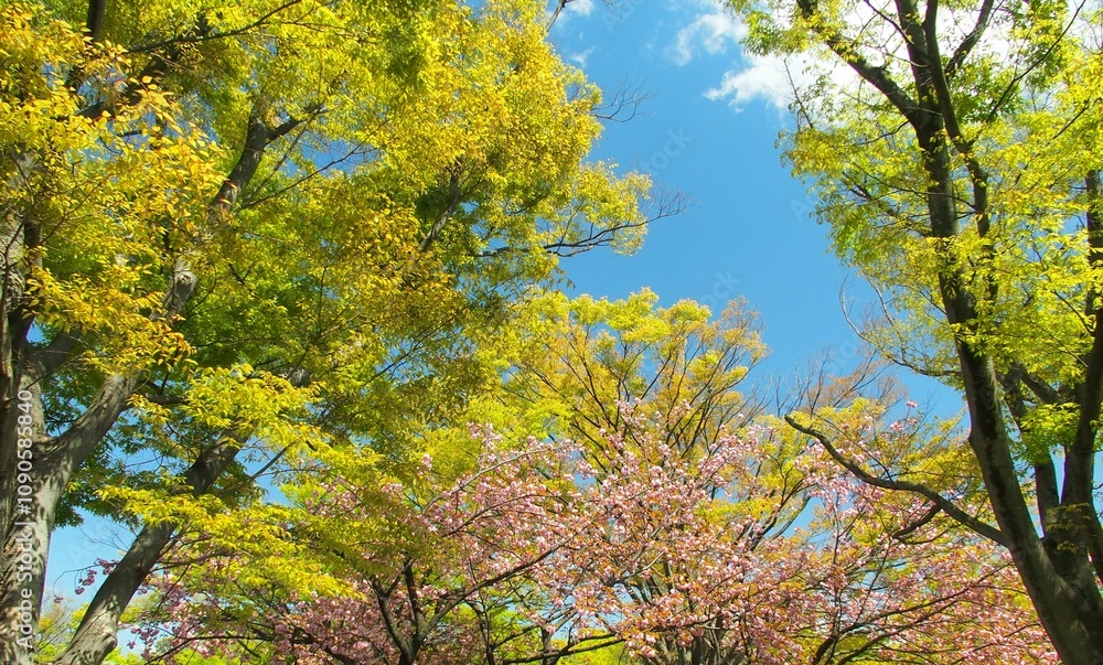 Φωτογραφία 芽吹きの欅と満開の八重桜のある春の公園風景