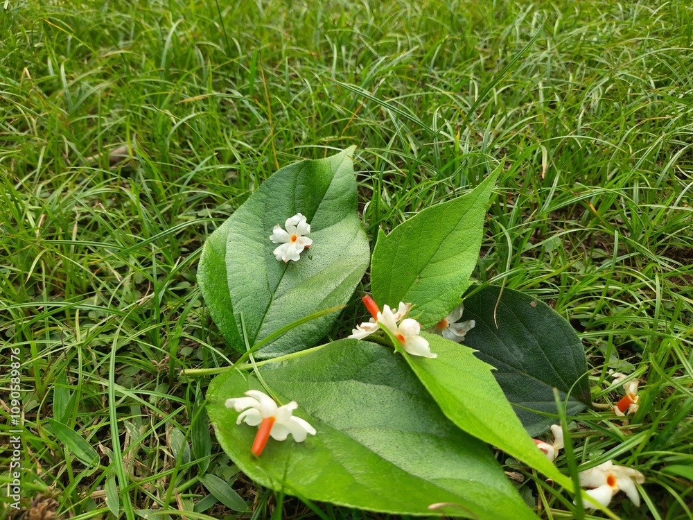 Obraz premium Nyctanthes arbor tristis flower. It's other names &nbsp;night blooming jasmine, tree of sorrow flower, coral jasmine and shiuli. Harsigar or parijat flower. White flower. 