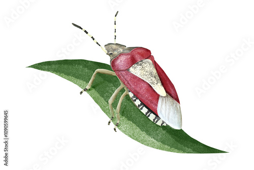 Watercolor illustration of a sloe bug (Dolycoris baccarum) sitting on a leaf photo