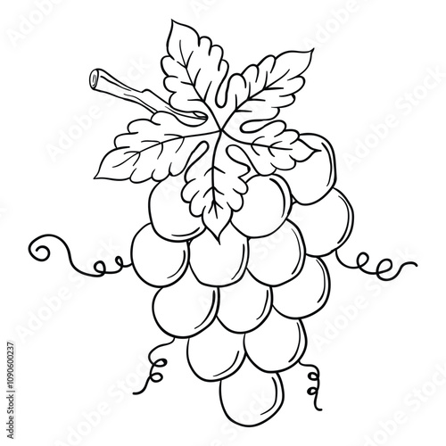 Hand drawing style of grapes vector. It is suitable for fruits icon, sign or symbol.