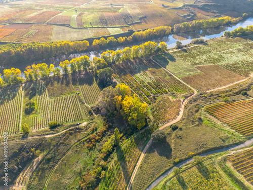 An aerial perspective showing vineyards along a river with a backdrop of lush, green fields and vibrant trees in autumn colors, divided by winding paths. photo