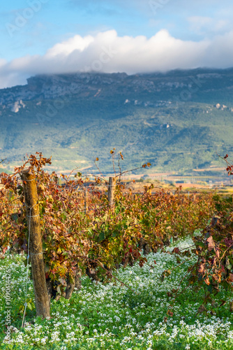 A picturesque vineyard scene set against the backdrop of majestic mountains and a sky adorned with fluffy clouds, showcasing autumn's enchanting colors and tranquility. photo