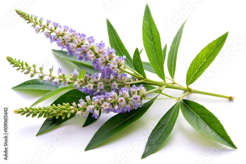 Vitex Negundo, isolated on white background photo