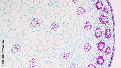 A cross section of a corn (monocot) stem showing scattered vascular bundles