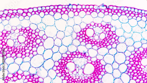 A cross section of a corn (monocot) stem showing scattered vascular bundles