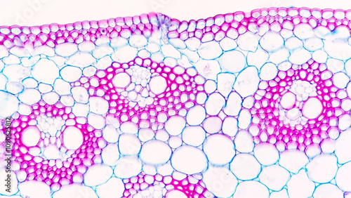 A cross section of a corn (monocot) stem showing scattered vascular bundles