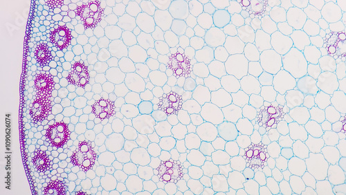 Fotografie A cross section of a corn (monocot) stem showing scattered vascular bundles