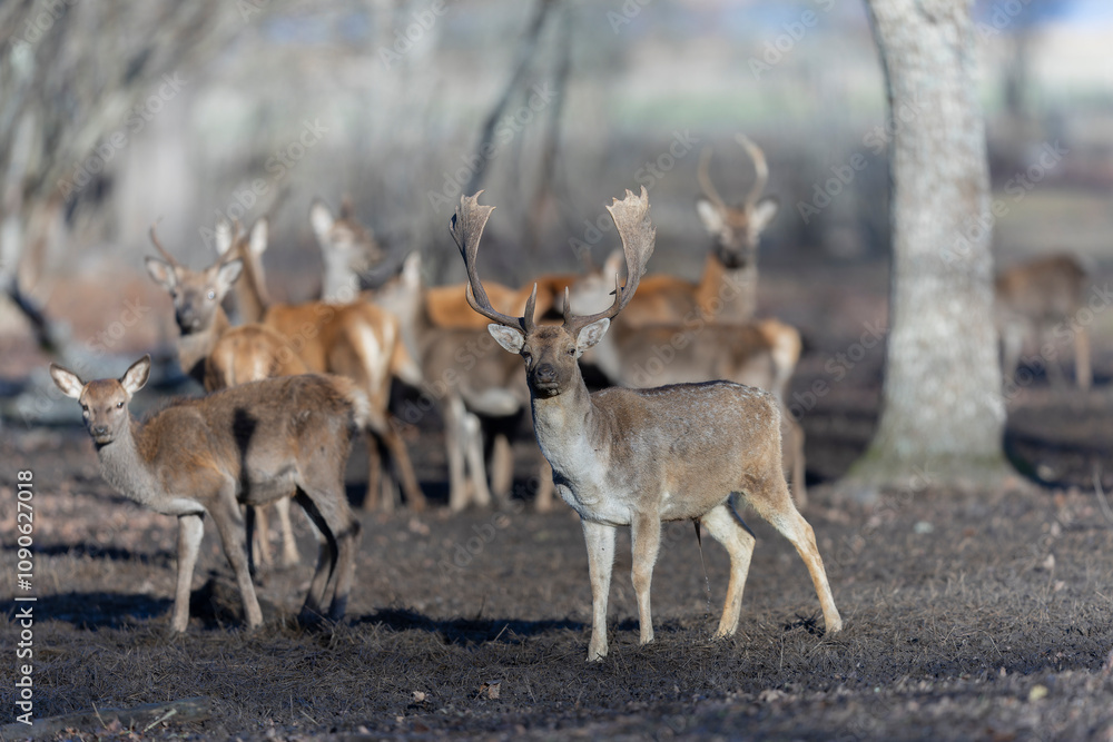 The Red Deer arrive at the feeding ground in large groups The Red Deer arrive at the feeding ground in large groups