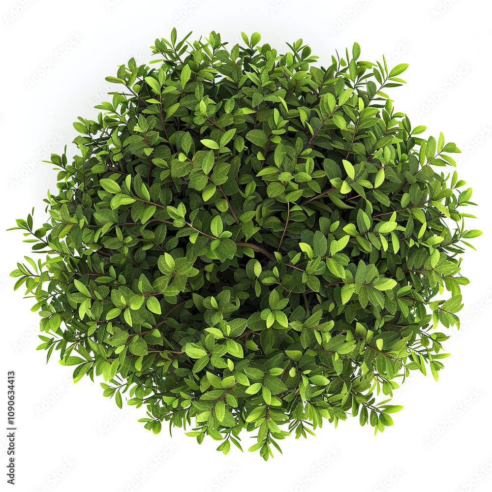 Obraz premium Compact Shrub Viewed from Above on White Background