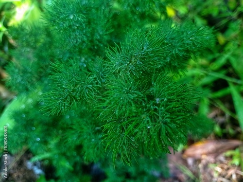Asparagus racemosus plant in the garden