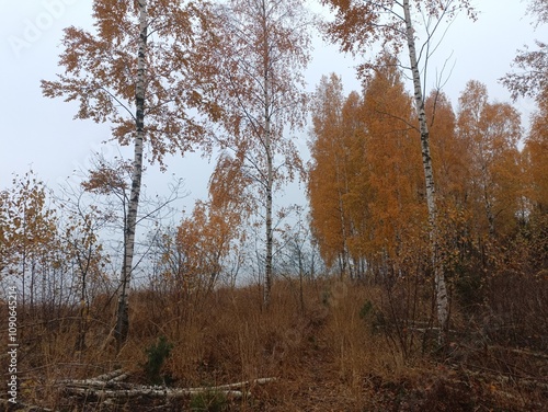 Rekyva forest and lake during cloudy autumn day. Pine and birch tree woodland. Wavy lake. Bushes and small trees are growing in woods. Cloudy day without clouds in sky. Nature. Rekyvos miskas. photo