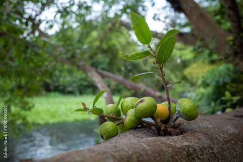 Close up of Ficus nota fruit on its tree trunk photo