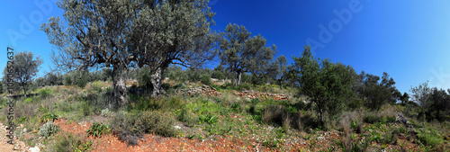 Olivenhain mit Legesteinmauern auf dem Peloponnes (Kiveri, Region Argolis) - Griechenland // Olive grove with stone walls in the Peloponnese (Kiveri, Argolis region) - Greece photo