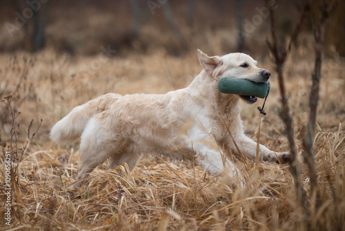 Beautiful golden retriever carrying a green training dummy in its mouth during a competition.