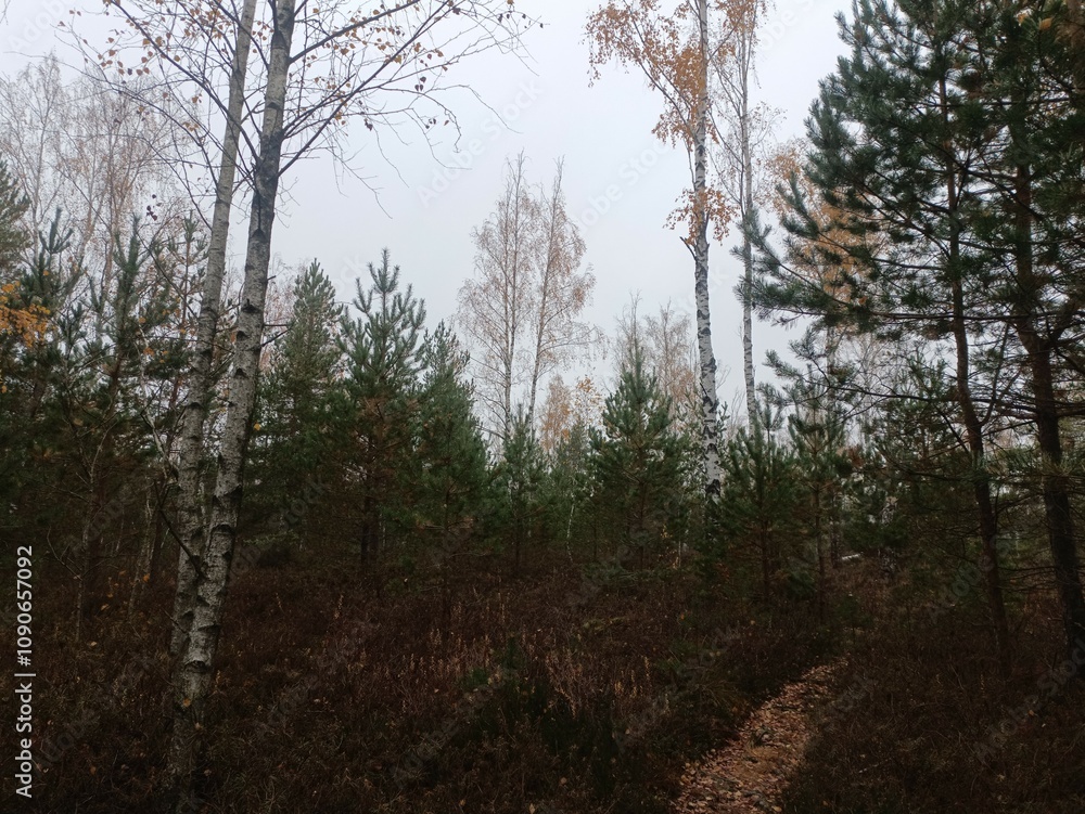 Rekyva forest during cloudy autumn day. Pine and birch tree woodland. Blueberry bushes are growing in woods. Cloudy day with white and gray clouds in sky. Fall season. Nature. Rekyvos miskas. Rekyva forest during cloudy autumn day. Pine and birch tree woodland. Blueberry bushes are growing in woods. Cloudy day with white and gray clouds in sky. Fall season. Nature. Rekyvos miskas.