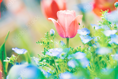 ピンクのチューリップとネモフィラの花　春の風景