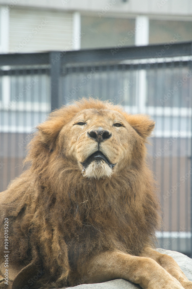 Obraz premium 北海道札幌の円山動物園の百獣の王ライオン