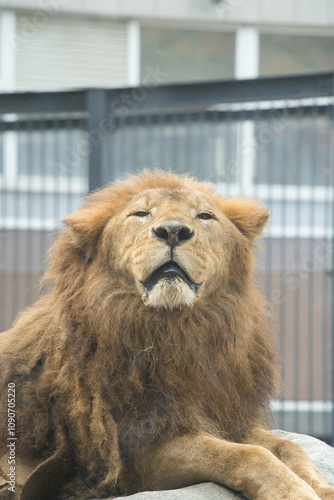 北海道札幌の円山動物園の百獣の王ライオン photo