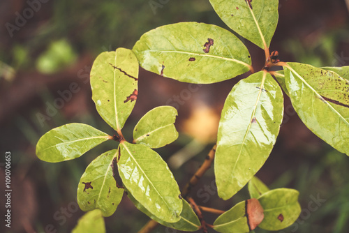 leaves on a branch