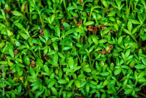 cress, young shoots in a closeup photo