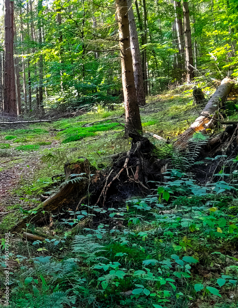 Landscape of forest in northern Poland. Landscape of forest in northern Poland.
