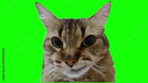 Cat funny reaction green screen background, cat meme template green screen background 