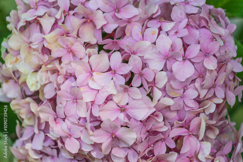 Beautiful pink flowers of Hydrangea macrophylla in the garden. bigleaf hydrangea, French hydrangea, lacecap hydrangea, mophead hydrangea photo