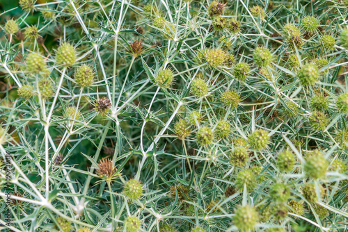 Eryngium campestre, field eryngo, Watling Street thistle. photo