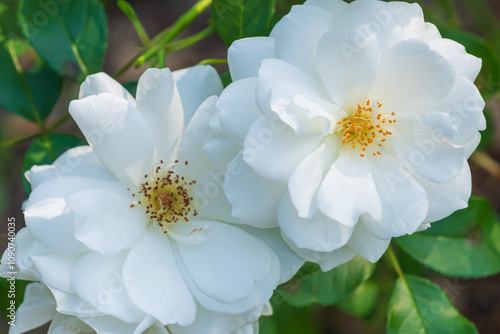 Photos Beautiful white flowers of Rosa moschata. the musk rose.